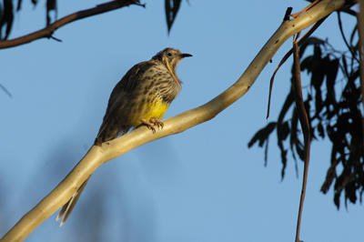 Yellow Wattlebird – Peter Murrell Conservation Area, Kingston, Tasmania