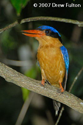 Buff-breasted Paradise Kingfisher – Kingfisher Park, Julatten, Queensland