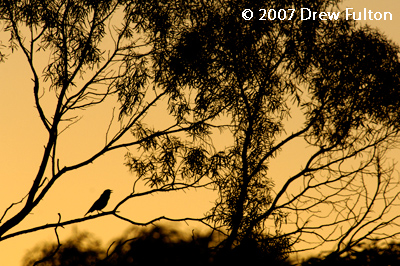 Crested Bellbird at Dawn – Bookmark Biosphere Preserve, South Australia