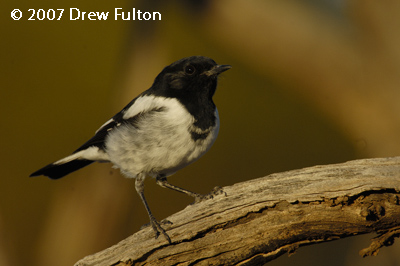 Hooded Robin – Bookmark Biosphere Preserve, South Australia