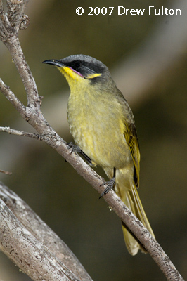 Purple-gaped Honeyeater – Salt Creek, Coorong National Park, South Australia