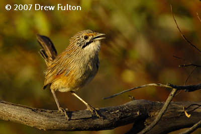 Striated Grasswren – Gluepot Reserve, South Australia
