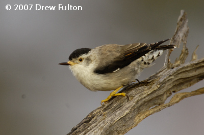 Varied Sittellas (female, male) – Bookmark Biosphere Preserve, South Australia