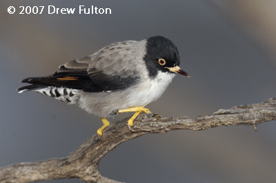 Varied Sittellas (female, male) – Bookmark Biosphere Preserve, South Australia