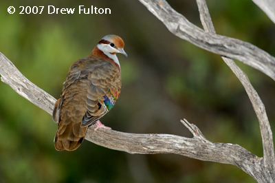 Brush Bronzewing – Eyre Bird Observatory, Nuytsland Nature Reserve, Western Australia