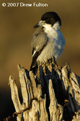 Grey Butcherbird – Port Gawler Conservation Park, Port Gawler, South Australia