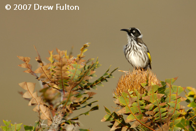 New Holland Honeyeater – Cheyne Beach, Waychinicup National Park, Western Australia