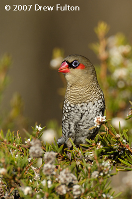 Red-eared Firetail – Cheyne Beach, Waychincup National Park, Western Australia