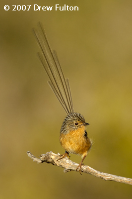 Southern Emuwren – Cheyne Beach, Waychincup National Park, Western Australia