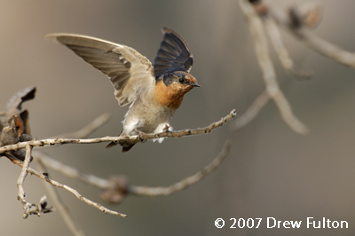 Welcome Swallow – Waychinicup National Park, Western Australia