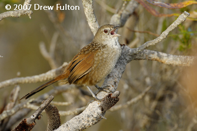 Western Bristlebird – Cheyne Beach, Waychinicup National Park, Western Australia