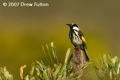 White-cheeked Honeyeater – Cheyne Beach, Waychinicup National Park, Western Australia