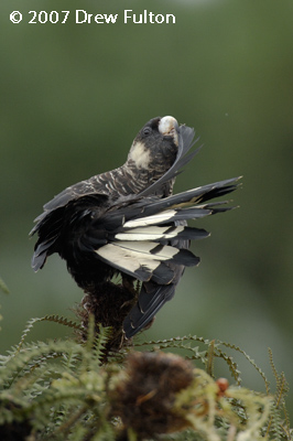 Short-billed Black-Cockatoo – Baladonia Track, Western Australia