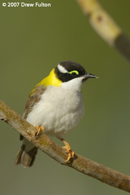 Black-chinned "Golden-backed" Honeyeater – Lake Argyle, Western Australia