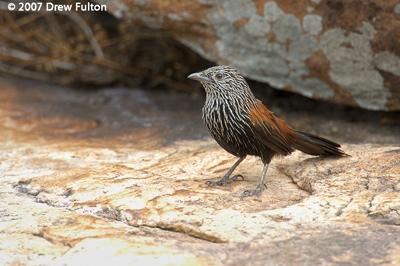 Black Grasswren – Little Merton Falls, Mitchell River National Park, Western Australia