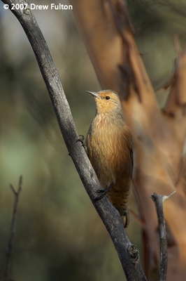 Rufous Treecreeper – Dryandra Woodland, Western Australia