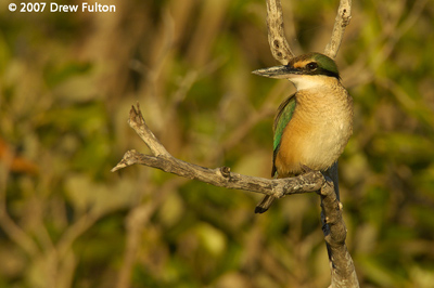 Sacred Kingfisher – Crab Creek, Broome, Western Australia