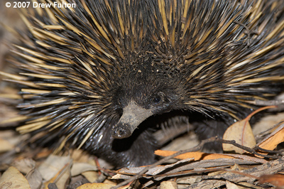 Short-beaked Echidna – Dryandra Woodland, Western Australia