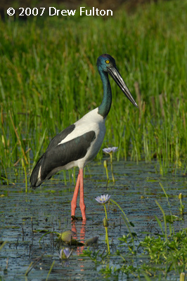 Jabiru – Fogg Dam, Northern Territory