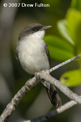 Mangrove Robin – Tiger Brennan Drive, Darwin, Northern Territory