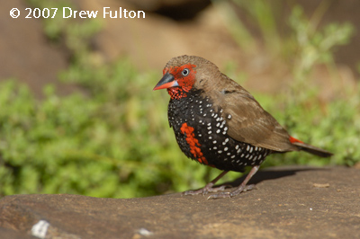 Painted Finch – N'Dhala Gorge Nature Park, East MacDonnell Ranges, Northern Territory