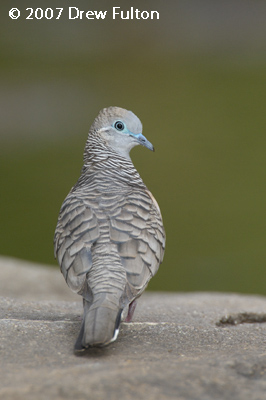 Peaceful Dove – Campbell Springs, Northern Territory