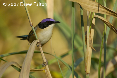 Purple-crowned Fairywren – Victoria River, Gregory National Park, Northern Territory
