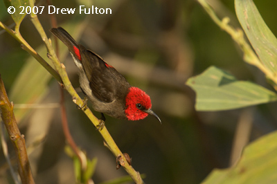 Red-headed Honeyeater – Palmerston Sewage Works, Palmerston, Northen Territory