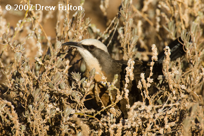 Gray-crowned Babbler – Olive Pink Botanical Gardens, Alice Springs, Northern Territory