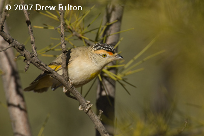 Red-browed Pardalote – Olive Pink Botanical Gardens, Alice Springs, Northern Territory