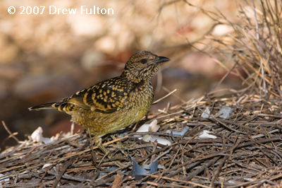 Western Bowerbird – Olive Pink Botanical Garden, Alice Springs, Northern Territory